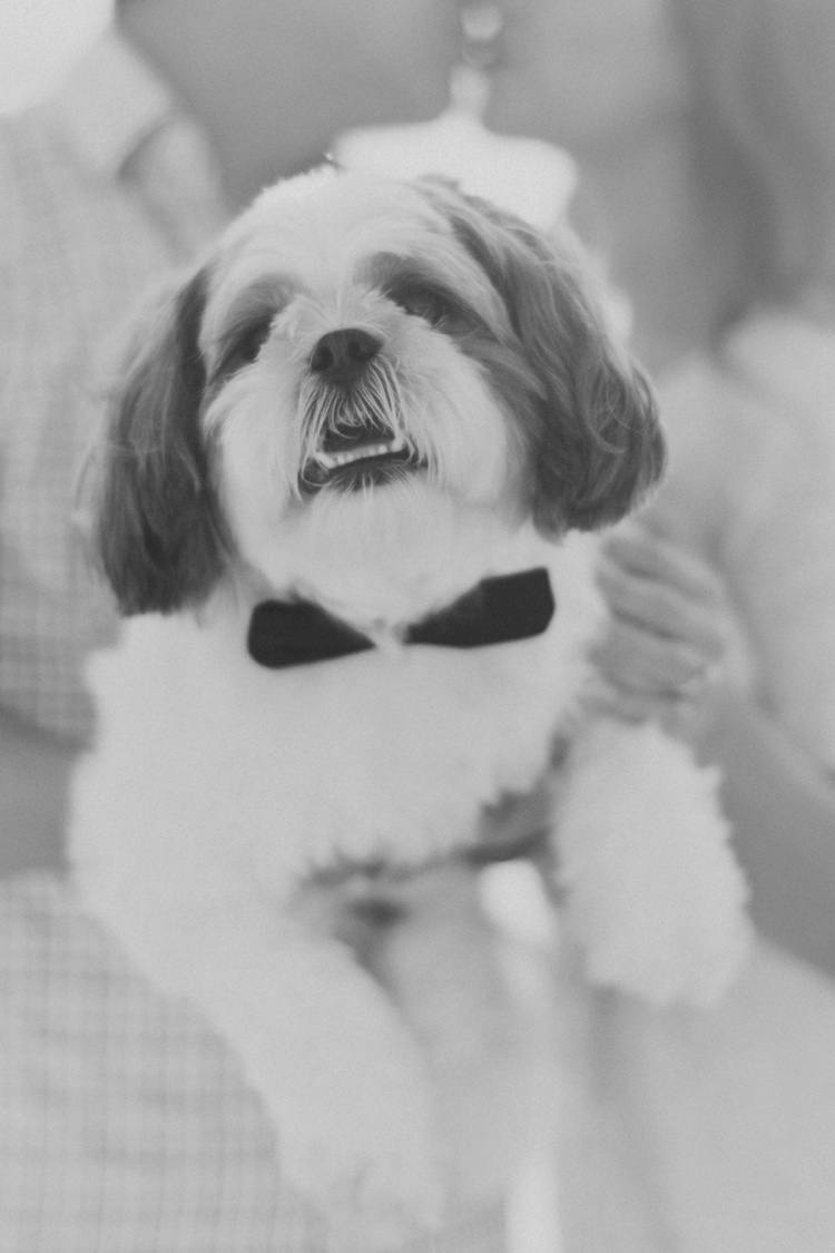 dog bow tie