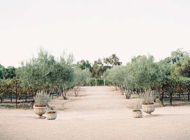 olive grove santa barbara 22