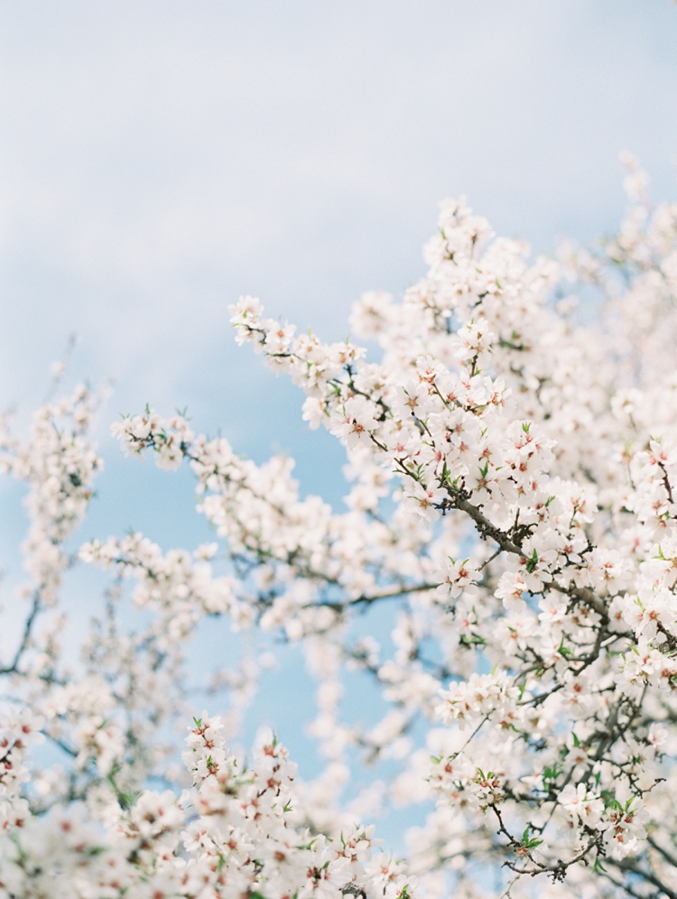 almond orchard blossoms