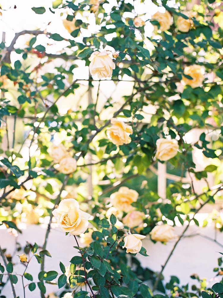 yellow rose garden