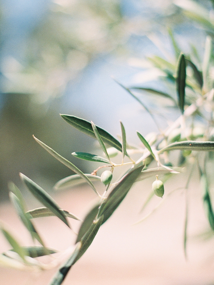 olive branches