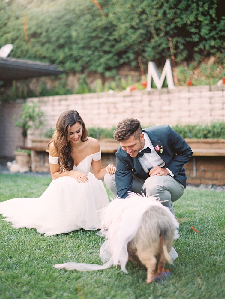 wedding pet piglet