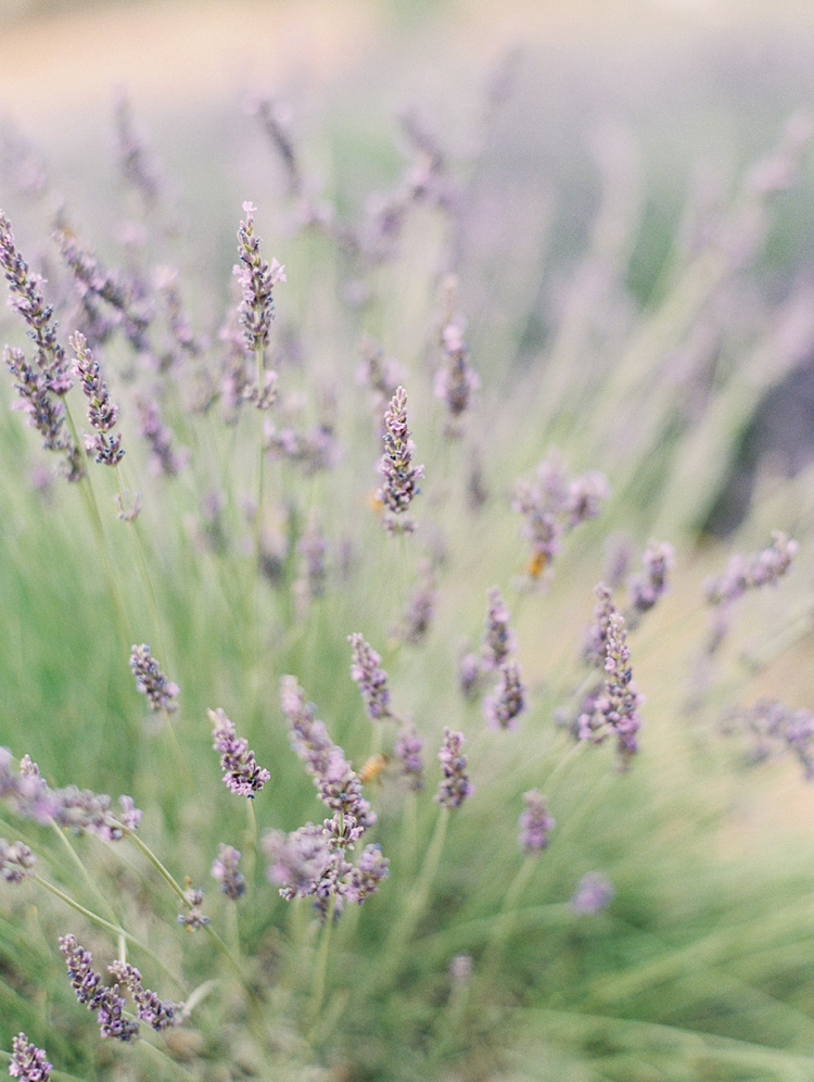 socal lavender field